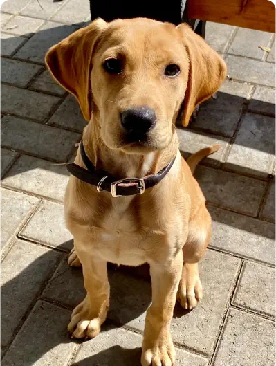 A brown dog with a black collar sits on a sunlit stone pavement, looking directly at the camera.